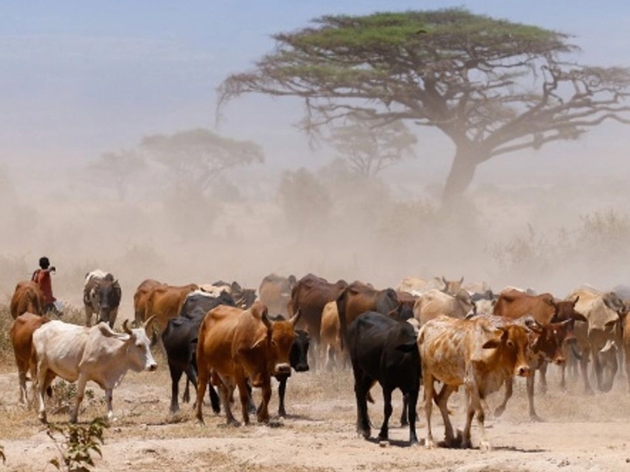 Kurbanlarınız Afrika'da